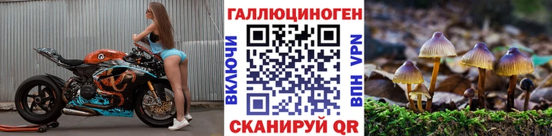 Галлюциногенные грибы Psilocybine cubensis  закладка  Сунжа 